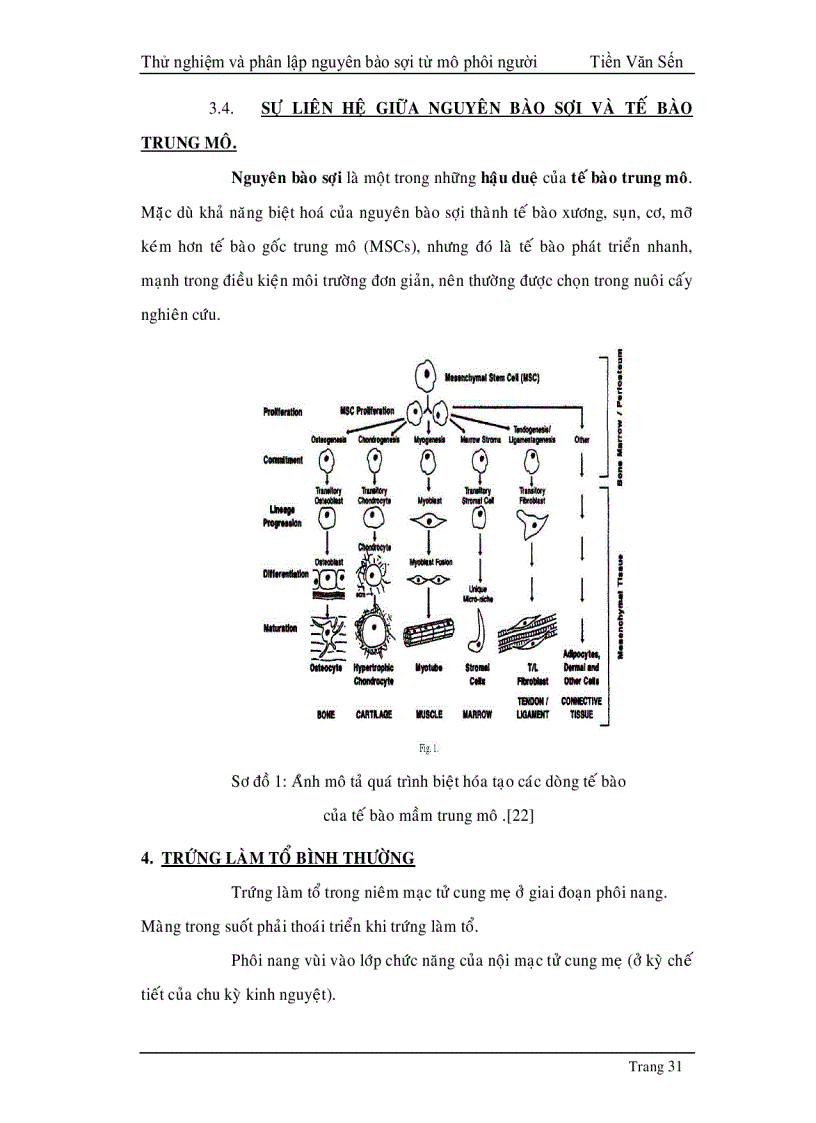image for page Thử nghiệm phân lập và tạo dòng nguyên bào sợi từ mô phôi thai người