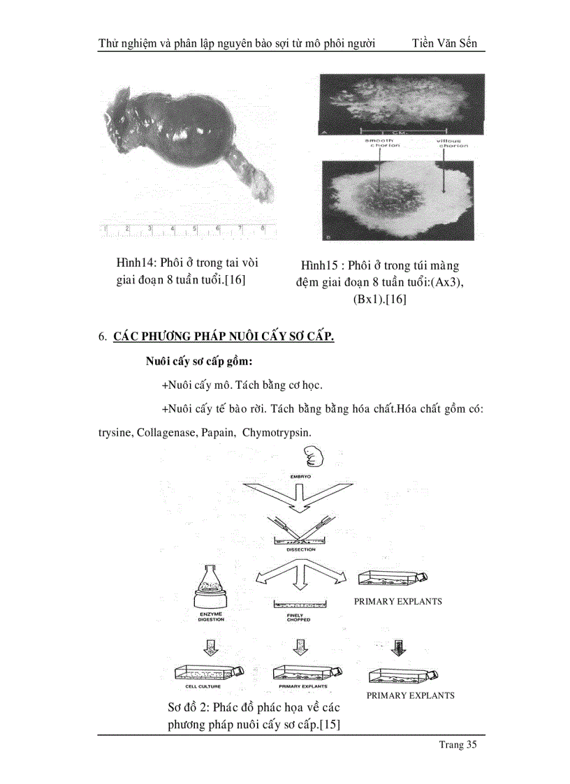image for page Thử nghiệm phân lập và tạo dòng nguyên bào sợi từ mô phôi thai người