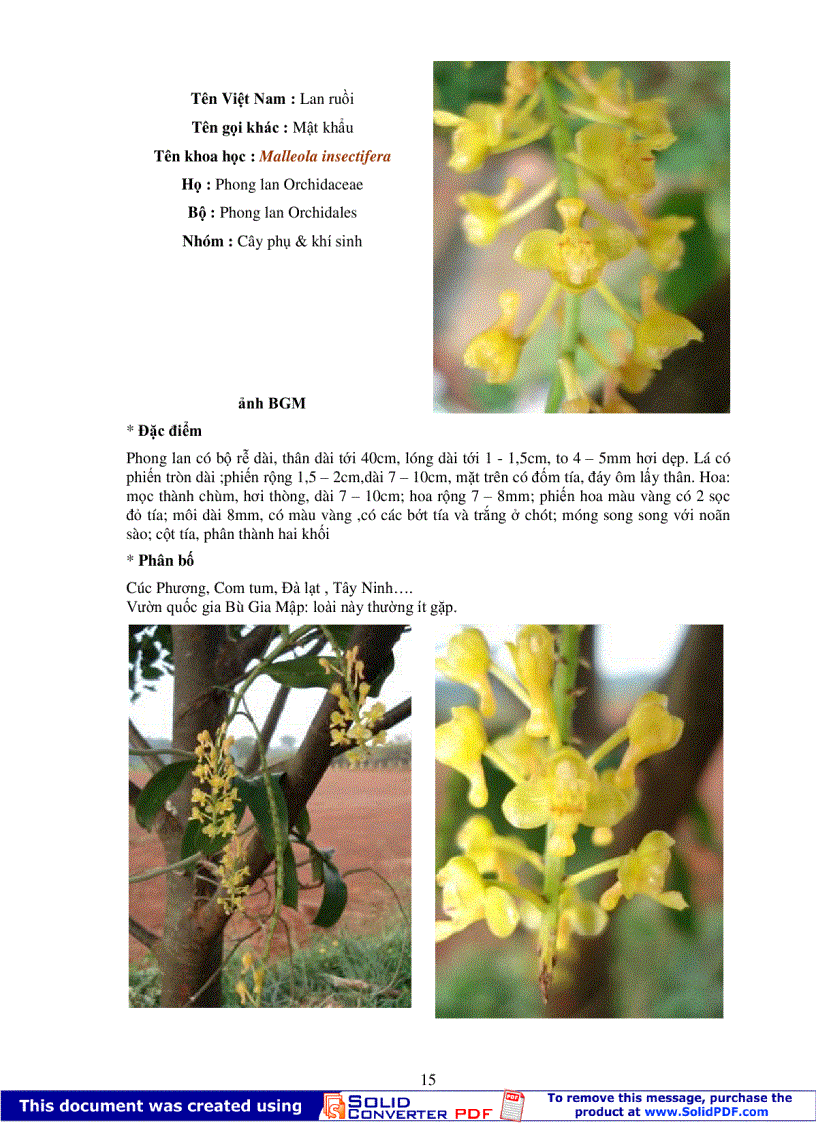image for page Điều tra và qui tập bảo tồn các loài hoa lan Bù Gia Mập