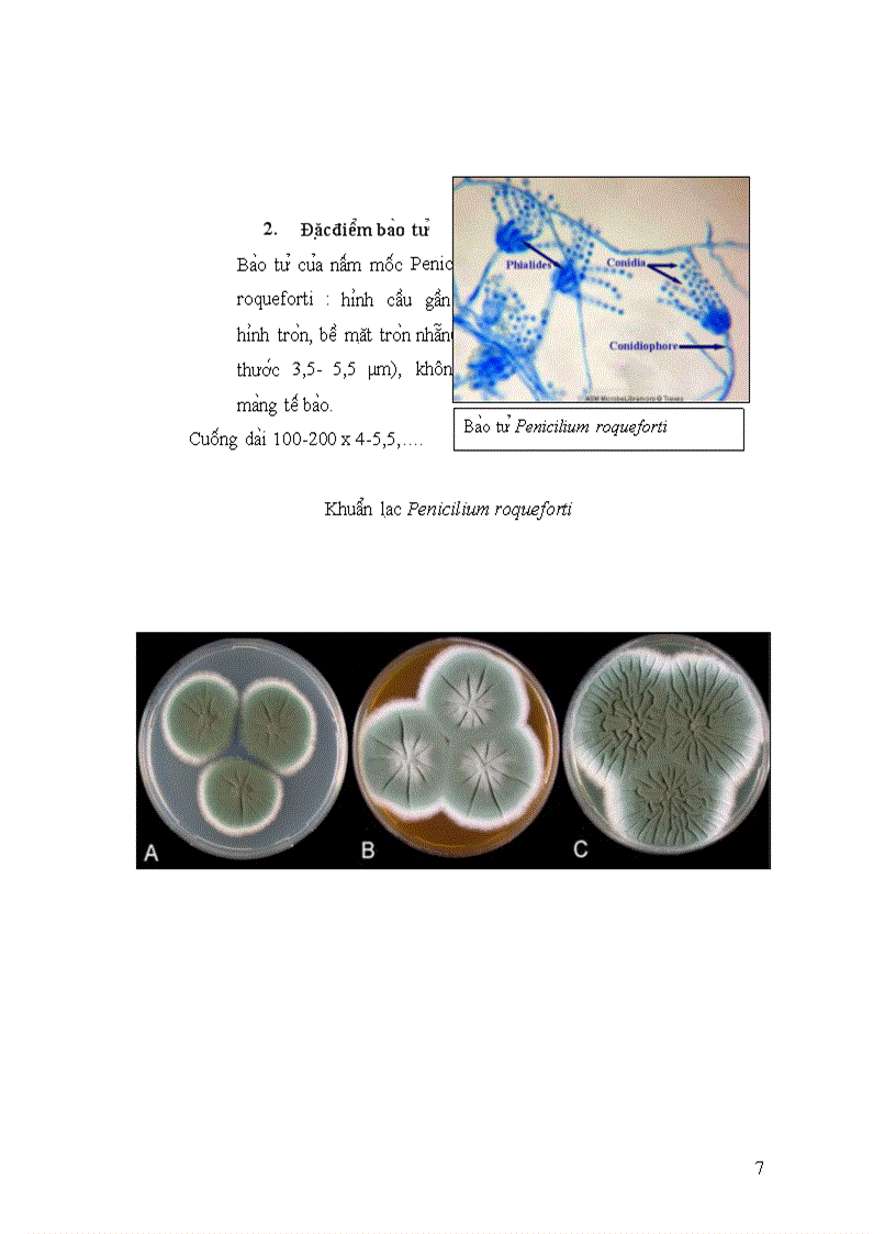 image for page Nâ m Mô c Penicilium