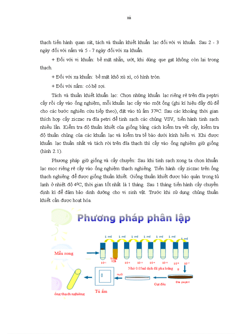 image for page Phân lập và tuyển chọn một số chủng vi sinh vật có khả năng sinh enzyme cellulase từ rong giấy tại Hòn Chồng Nha Trang