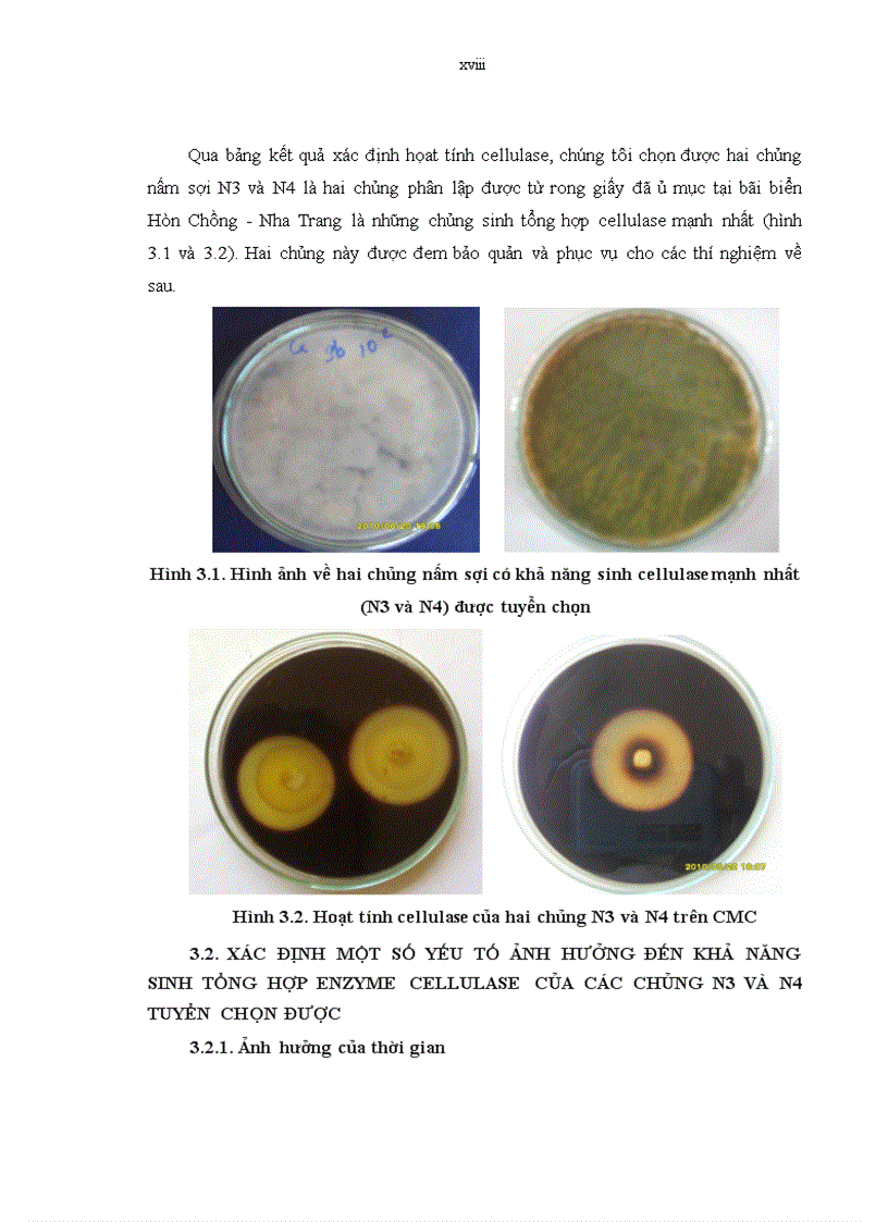 image for page Phân lập và tuyển chọn một số chủng vi sinh vật có khả năng sinh enzyme cellulase từ rong giấy tại Hòn Chồng Nha Trang