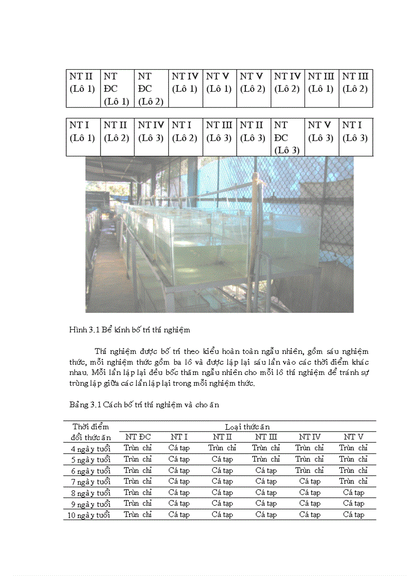 image for page Xác định thời điểm thay thế trùn chỉ bằng thịt cá trong ương nuôi cá lăng nha Mystus wyckioides