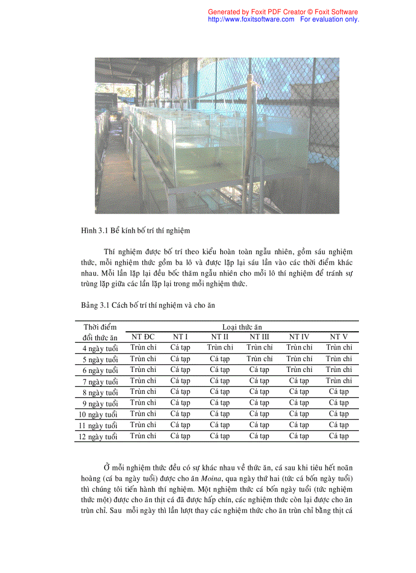 image for page Xác định thời điểm thay thế trùn chỉ bằng thịt cá trong ương nuôi cá lăng nha Mystus wyckioides