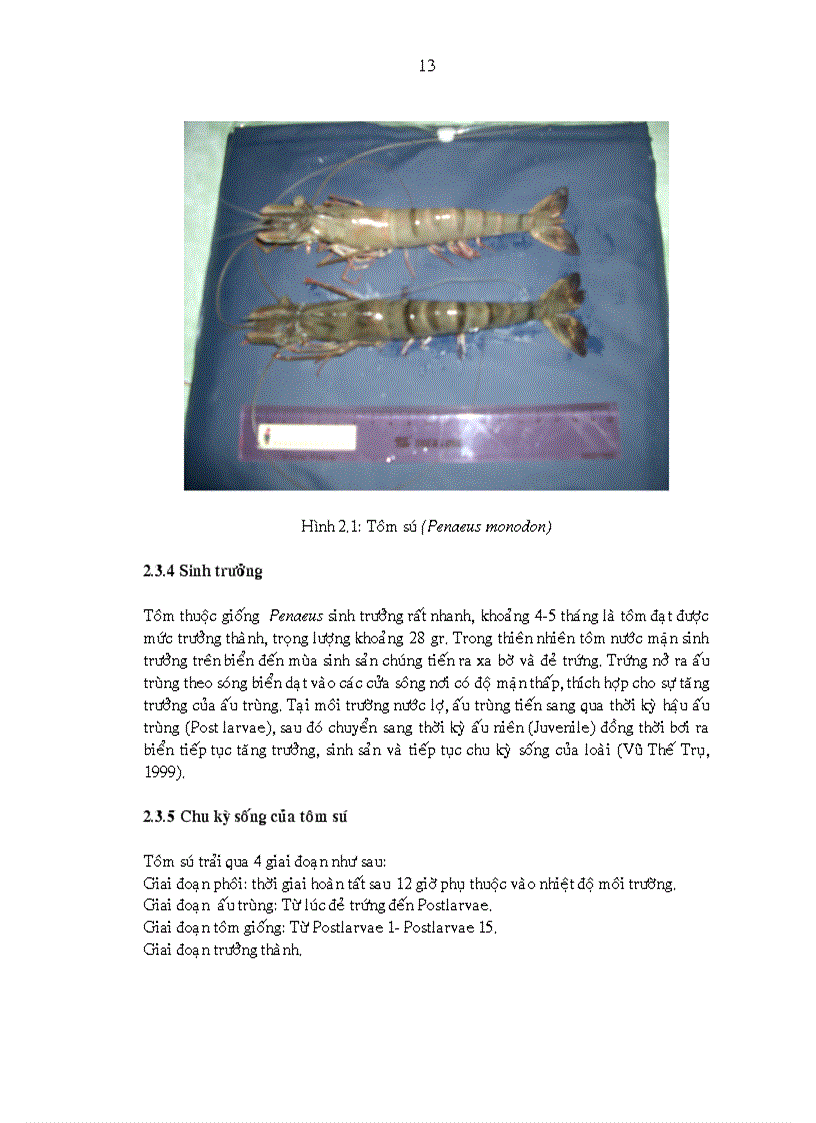 image for page Khảo sát nghề nuôi tôm sú Penaeus monodon quảng canh cải tiến tại xã Hòa Tú I huyện Mỹ Xuyên tỉnh Sóc Trăng