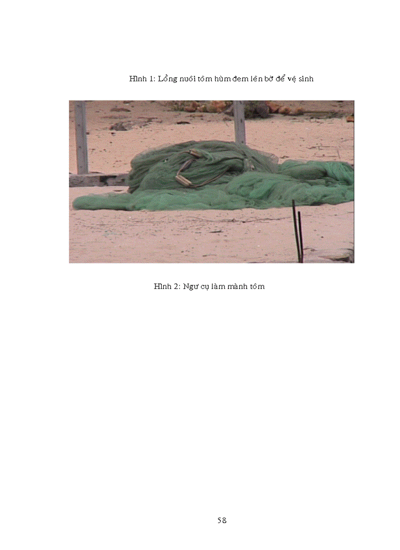 image for page Đánh giá nguồn lợi tôm hùm tại Phú Yên