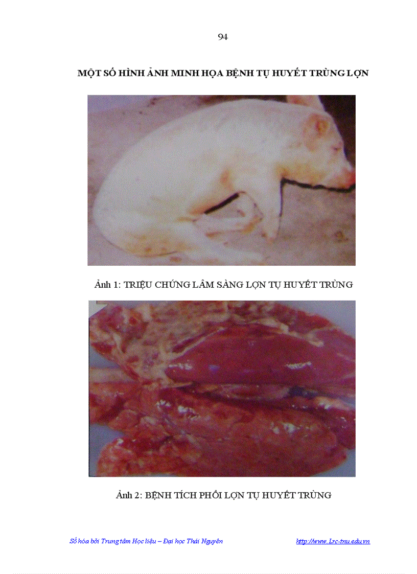 image for page Nghiên cứu một sổ đặc điểm dịch tễ bệnh tụ huyết trùng ở lợn đặc điểm sinh vật học của vi khuẩn PASTEURELLA MULTOCIDA gây bệnh tụ huyết trùng ở lợn tại Tỉnh Phú Thọ và Biện pháp phòn