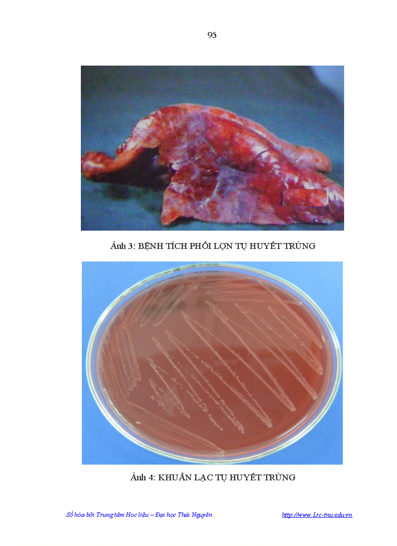 image for page Nghiên cứu một sổ đặc điểm dịch tễ bệnh tụ huyết trùng ở lợn đặc điểm sinh vật học của vi khuẩn PASTEURELLA MULTOCIDA gây bệnh tụ huyết trùng ở lợn tại Tỉnh Phú Thọ và Biện pháp phòn