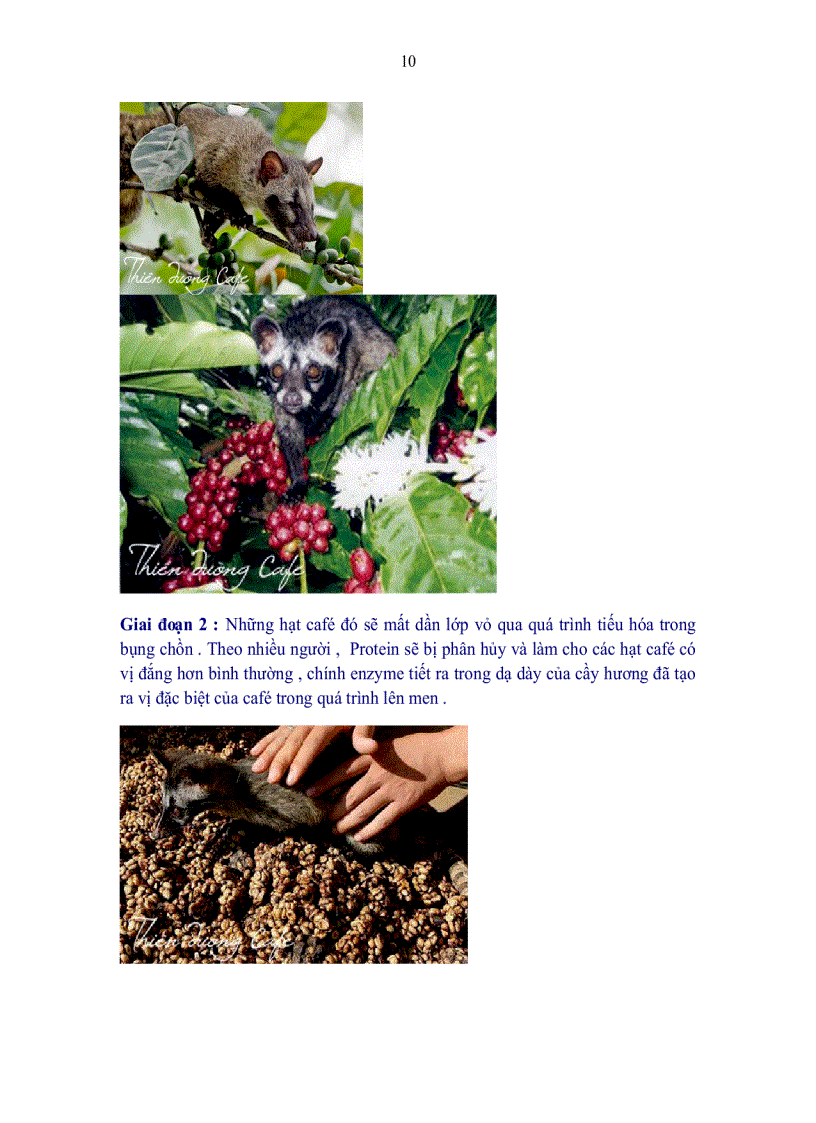 image for page Sự phát triển nào cho Ngôi vị Hoàng đế của cafe Chồn Việt Nam
