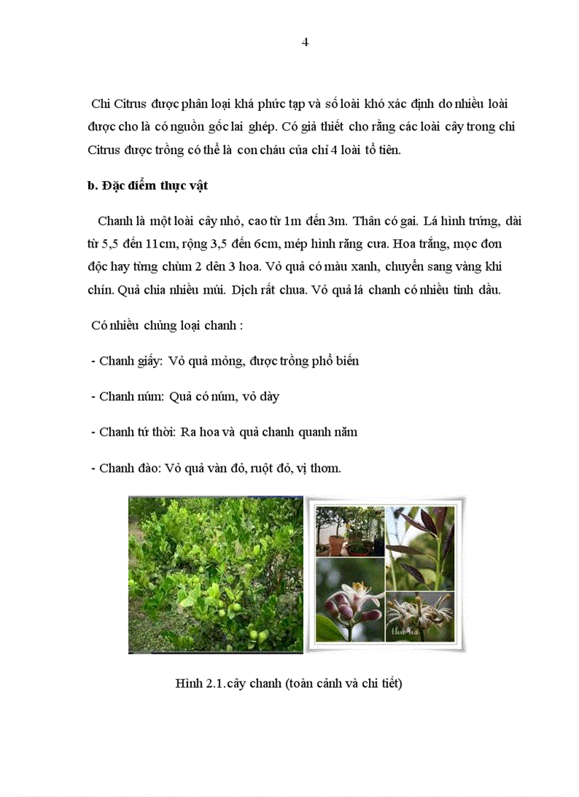 image for page Tổng quan tài liệu về cây Chanh Citrus limonia Osbeck