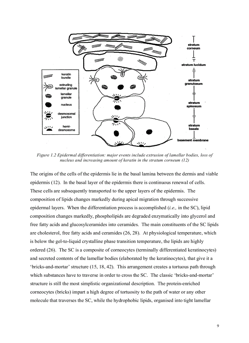 image for page Luận văn thạc sỹ về ketoprofen tiếng anh
