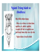 Nghành trùng bánh xe Rotifera