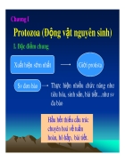 Protozoa Động vật nguyên sinh