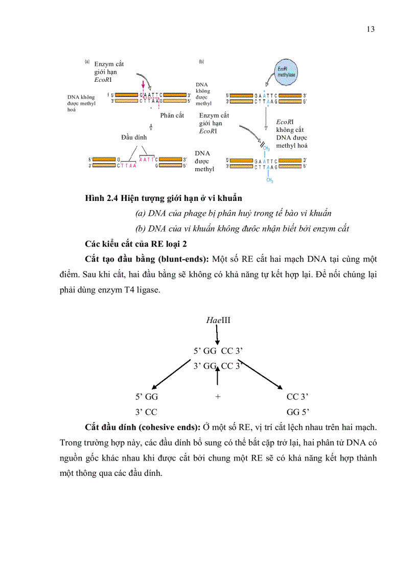 image for page HOÀN THIỆN QUY TRÌNH BIẾN NẠP ĐOẠN DNA VÀO TẾ BÀO VI KHUẨN E coli DH5α