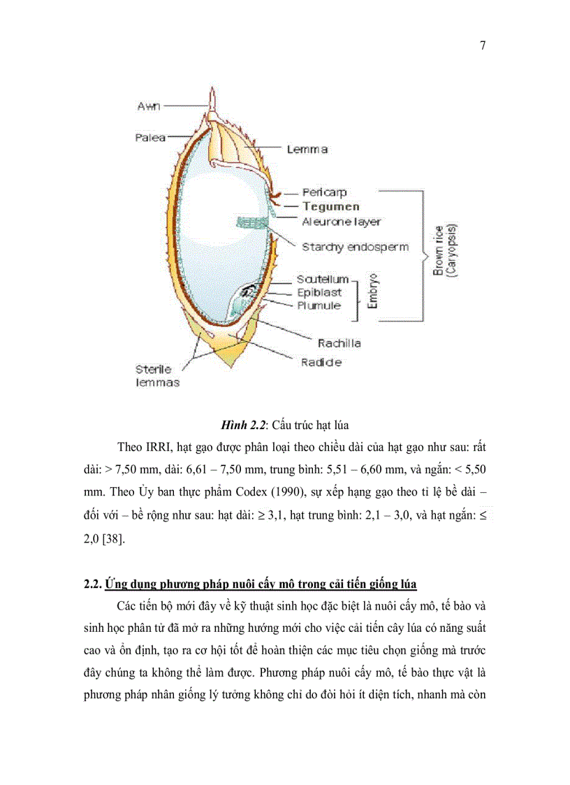 image for page KHẢO SÁT ẢNH HƯỞNG CỦA VI KHUẨN METHYLOBACTERIUMSP LÊN SỰ PHÁT SINH CƠ QUAN CÂY LÚA Oryza sativa L NUÔI CẤY IN