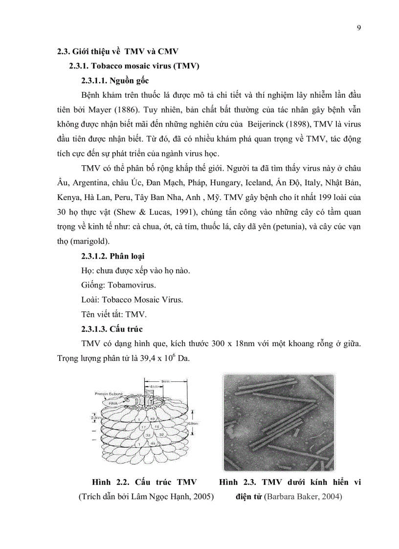 image for page Nghiên cứu virus tmv cmv gây bệnh trên cây ớt tại huyện củ chi tp Hồ chí minh bằng kỹ thuật elisa và xây dựng quy trình phát hiện cmv bằng kỹ thuật rt pcr