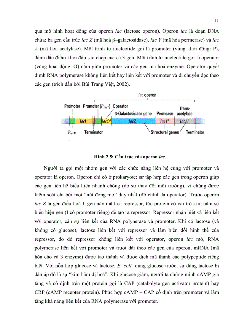 image for page Tổng hợp và tạo dòng phân tử gen interferon alpha 2a