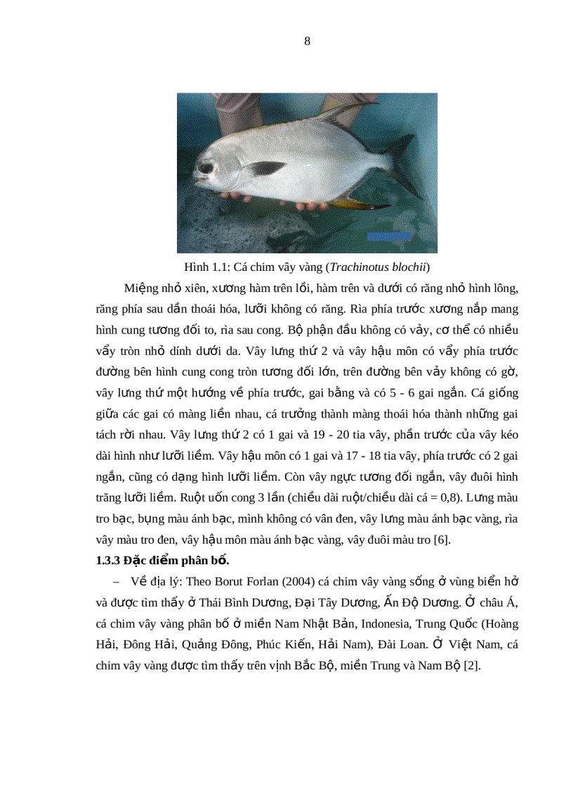 image for page Tìm hiểu kỹ thuật ương giống cá chim vây vàng Trachinotus blochii Lacepede 1801 tại Trại Thực nghiệm sản xuất Hải sản Vĩnh Hòa Nha Trang