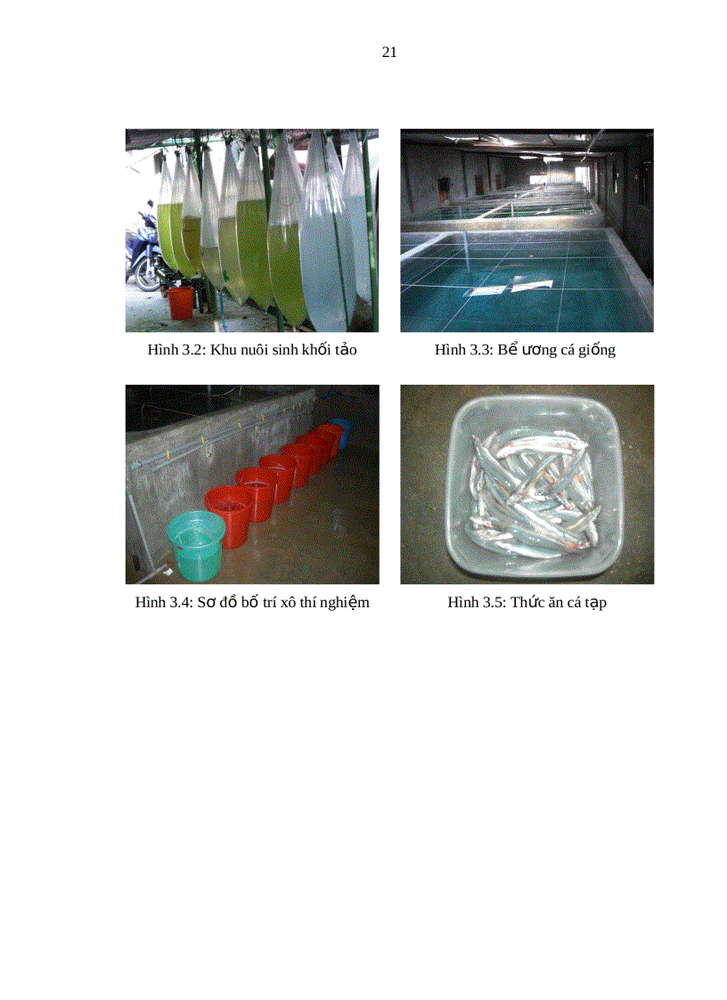 image for page Tìm hiểu kỹ thuật ương giống cá chim vây vàng Trachinotus blochii Lacepede 1801 tại Trại Thực nghiệm sản xuất Hải sản Vĩnh Hòa Nha Trang