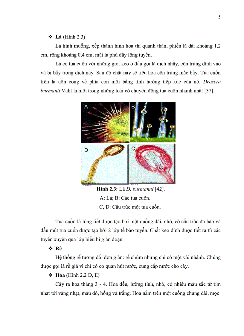 image for page Khảo sát khả năng ứng dụng kỹ thuật nuôi cấy mô sẹo tạo dịch huyền phù cây Drosera burmanni Vahl trong thu nhận hợp chất anthraquinone