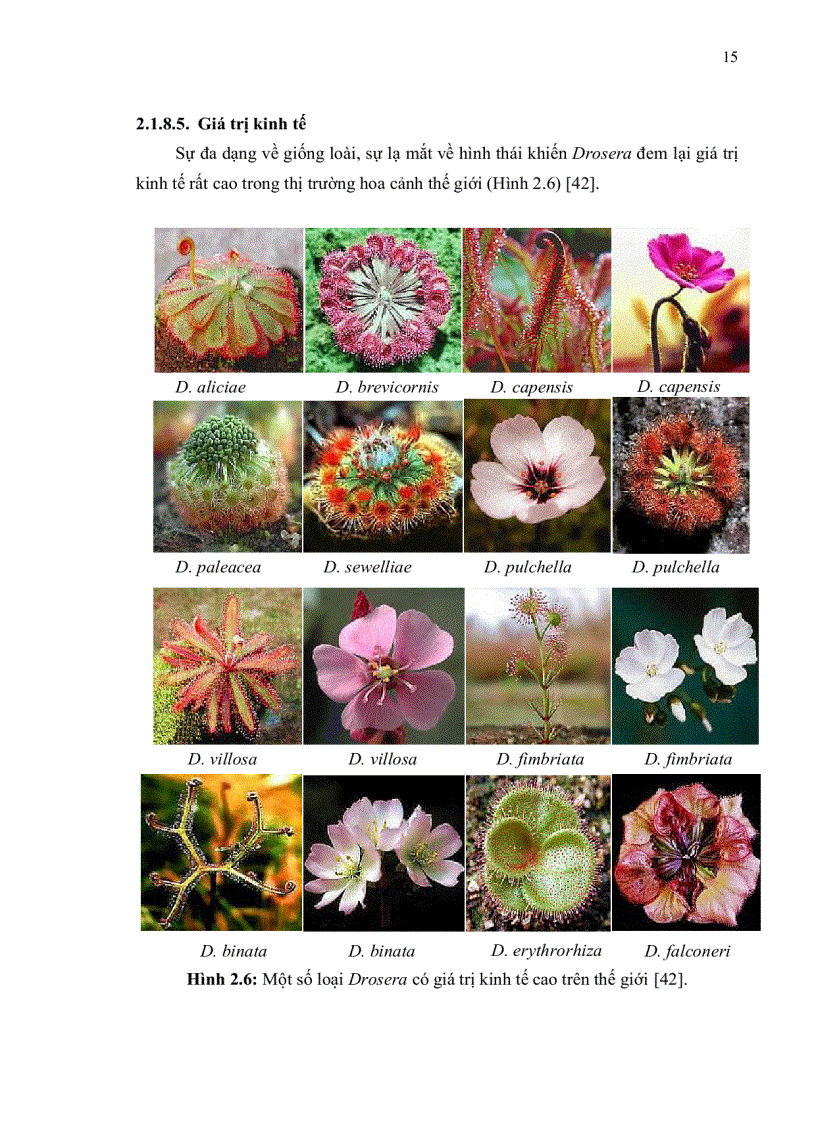 image for page Khảo sát khả năng ứng dụng kỹ thuật nuôi cấy mô sẹo tạo dịch huyền phù cây Drosera burmanni Vahl trong thu nhận hợp chất anthraquinone