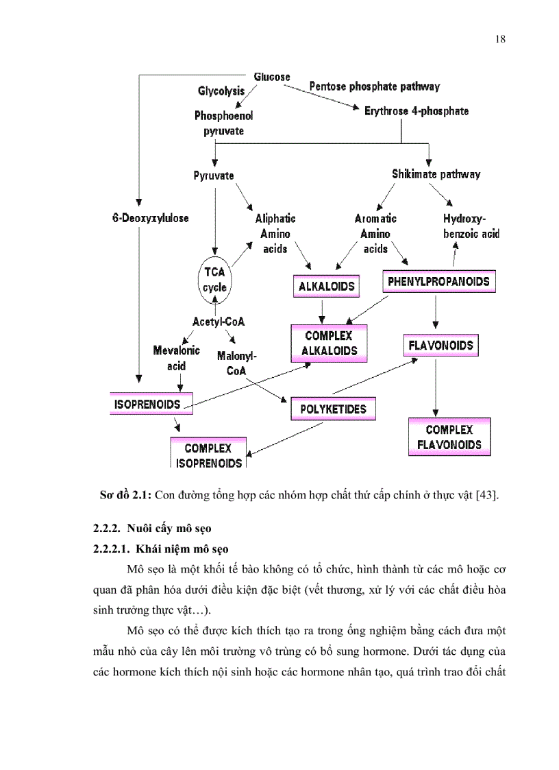 image for page Khảo sát khả năng ứng dụng kỹ thuật nuôi cấy mô sẹo tạo dịch huyền phù cây Drosera burmanni Vahl trong thu nhận hợp chất anthraquinone