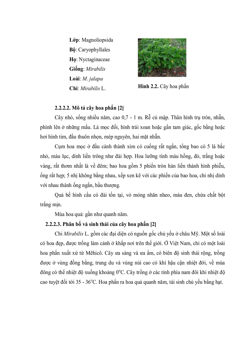 image for page Khảo sát hoạt tính kháng khuẩn và kháng nấm của các chất chiết thô từ cây lô hội Aloe vera và cây hoa phấn Mirabilis jalapa L nuôi cấy in vitro