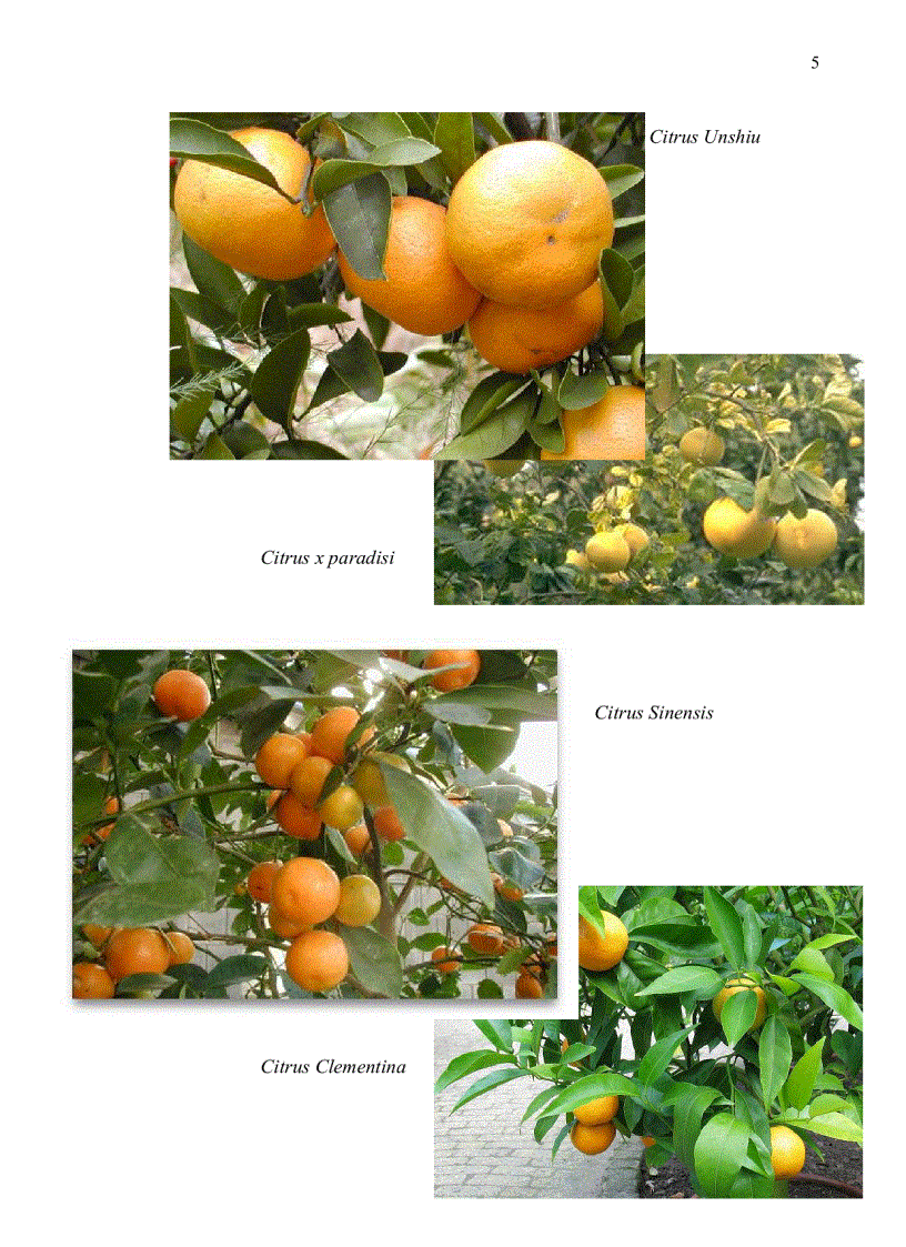 image for page Khai thác dữ liệu ests expressed sequence tags ở chi cam chanh citrus cho việc phát triển marker phân tử ssr simple sequence repeats