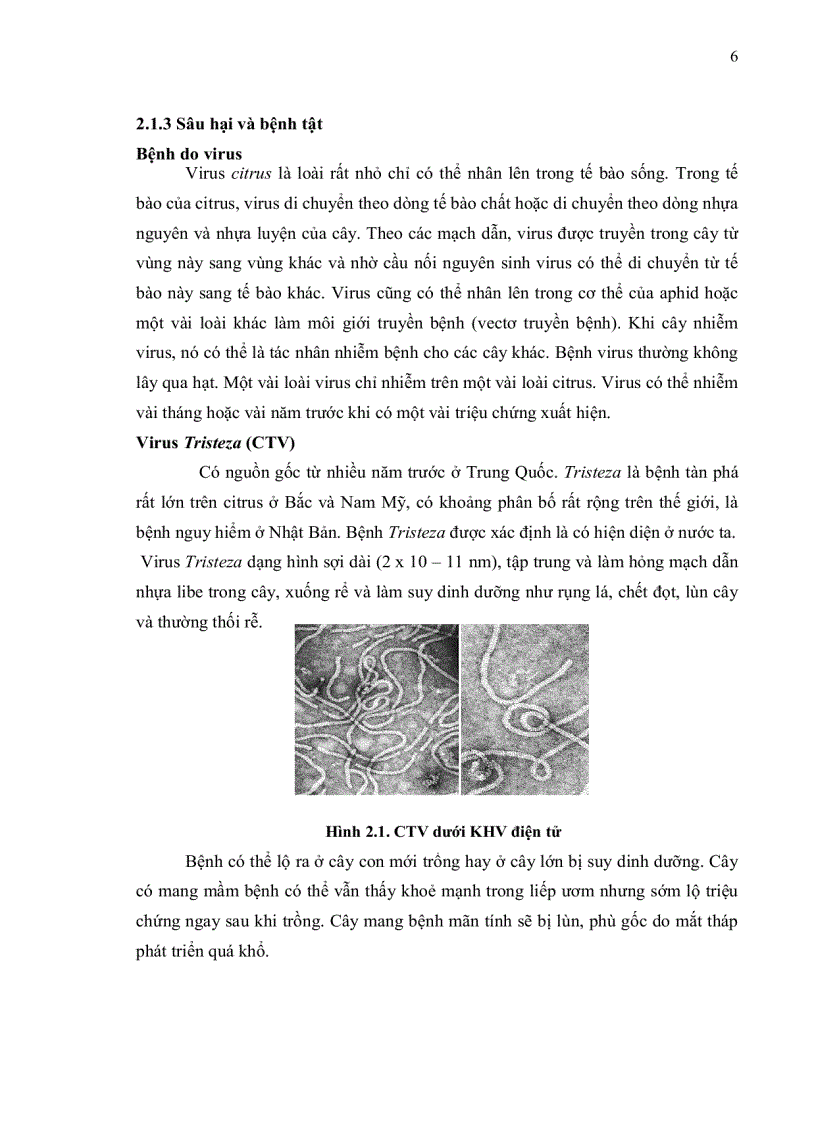 image for page Khai thác dữ liệu ests expressed sequence tags ở chi cam chanh citrus cho việc phát triển marker phân tử ssr simple sequence repeats
