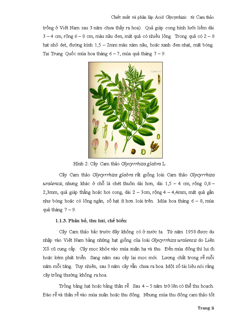 image for page Chiết xuất và phân lập Acid Glycyrrhizic từ Cam thảo
