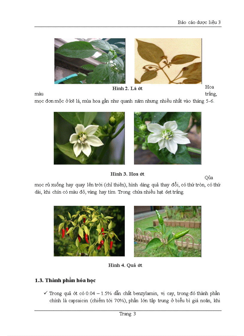 image for page Chiết xuất và phân lập Capsaicin từ cây Ớt
