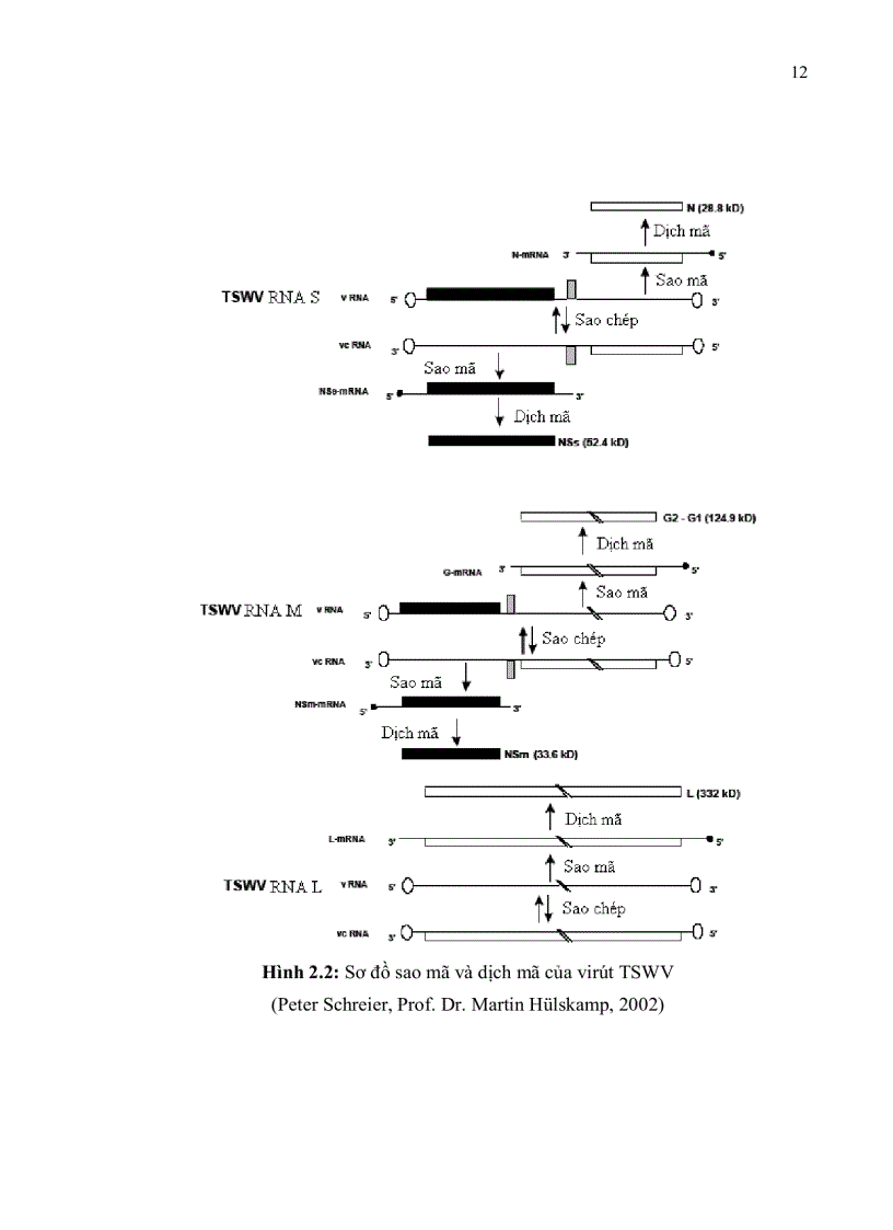 image for page Nghiên cứu hiện trạng nhiễm bệnh tswv Tomato spotted wilt virus trên cây ớt bằng kỹ thuật elisa và bước đầu xây dựng phương pháp chẩn đoán bằng kỹ thuật rt pcr