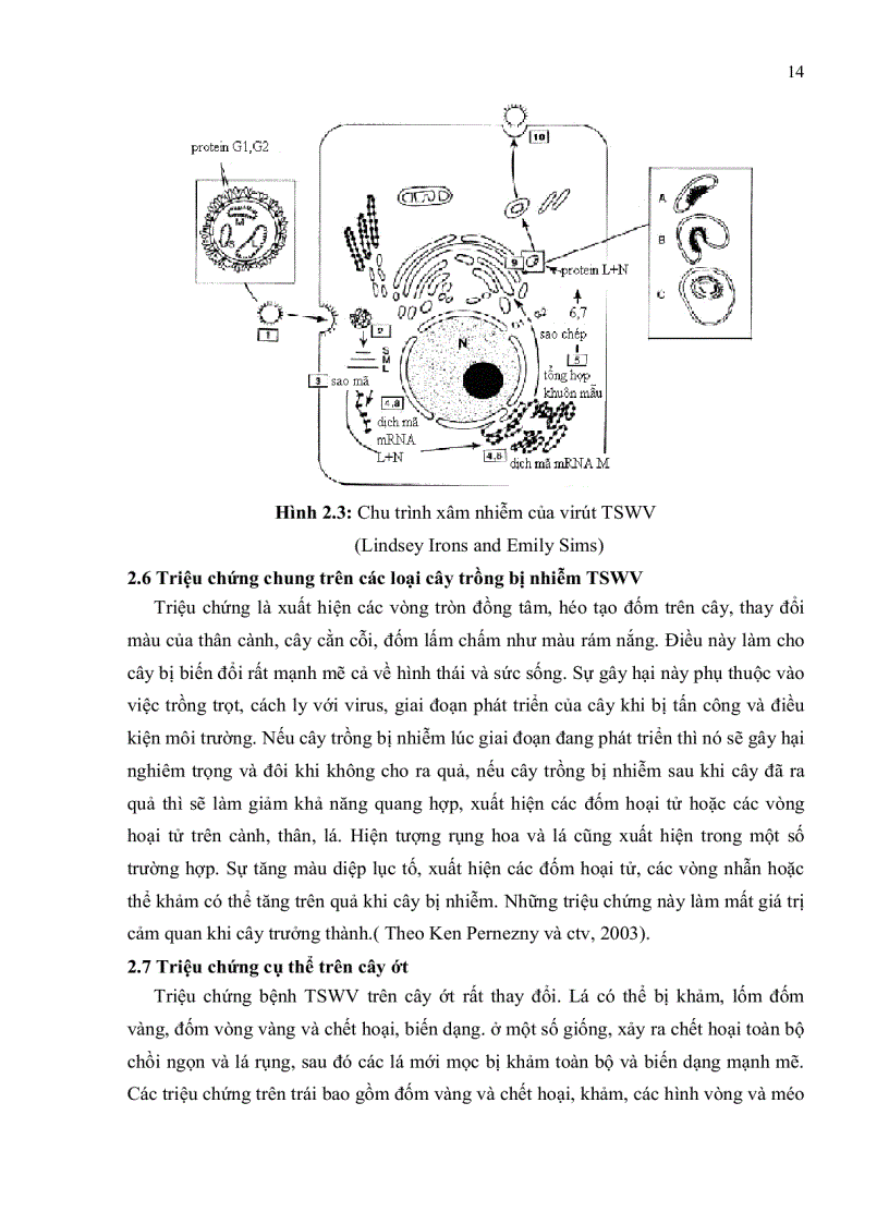 image for page Nghiên cứu hiện trạng nhiễm bệnh tswv Tomato spotted wilt virus trên cây ớt bằng kỹ thuật elisa và bước đầu xây dựng phương pháp chẩn đoán bằng kỹ thuật rt pcr