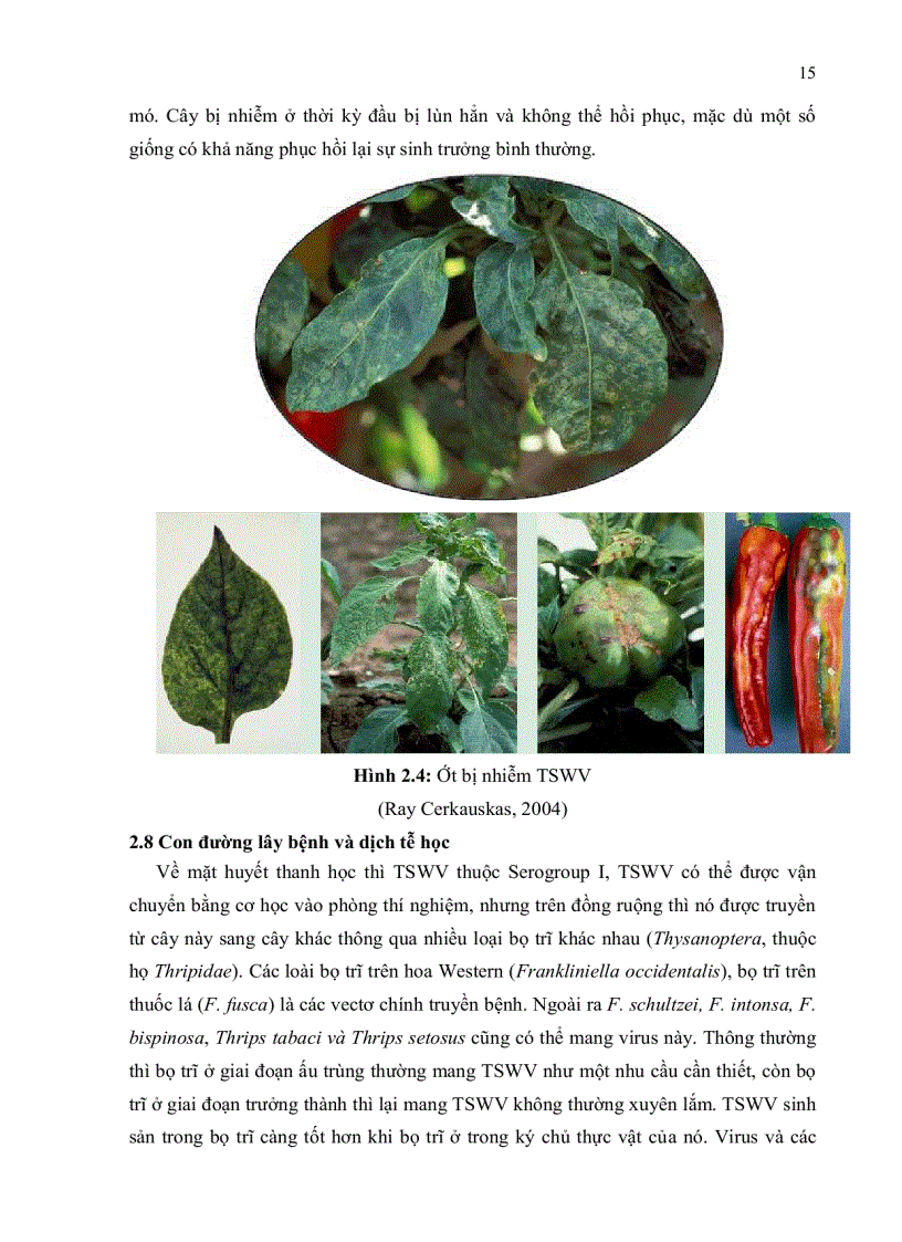 image for page Nghiên cứu hiện trạng nhiễm bệnh tswv Tomato spotted wilt virus trên cây ớt bằng kỹ thuật elisa và bước đầu xây dựng phương pháp chẩn đoán bằng kỹ thuật rt pcr