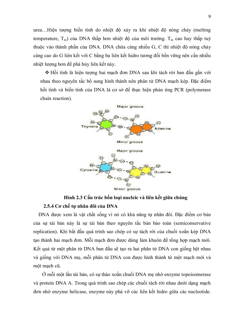image for page Xác định sự hiện diện của các kiểu gen Prolactin receptor trên một số giống heo công nghiệp bằng phương pháp PCR RFLP