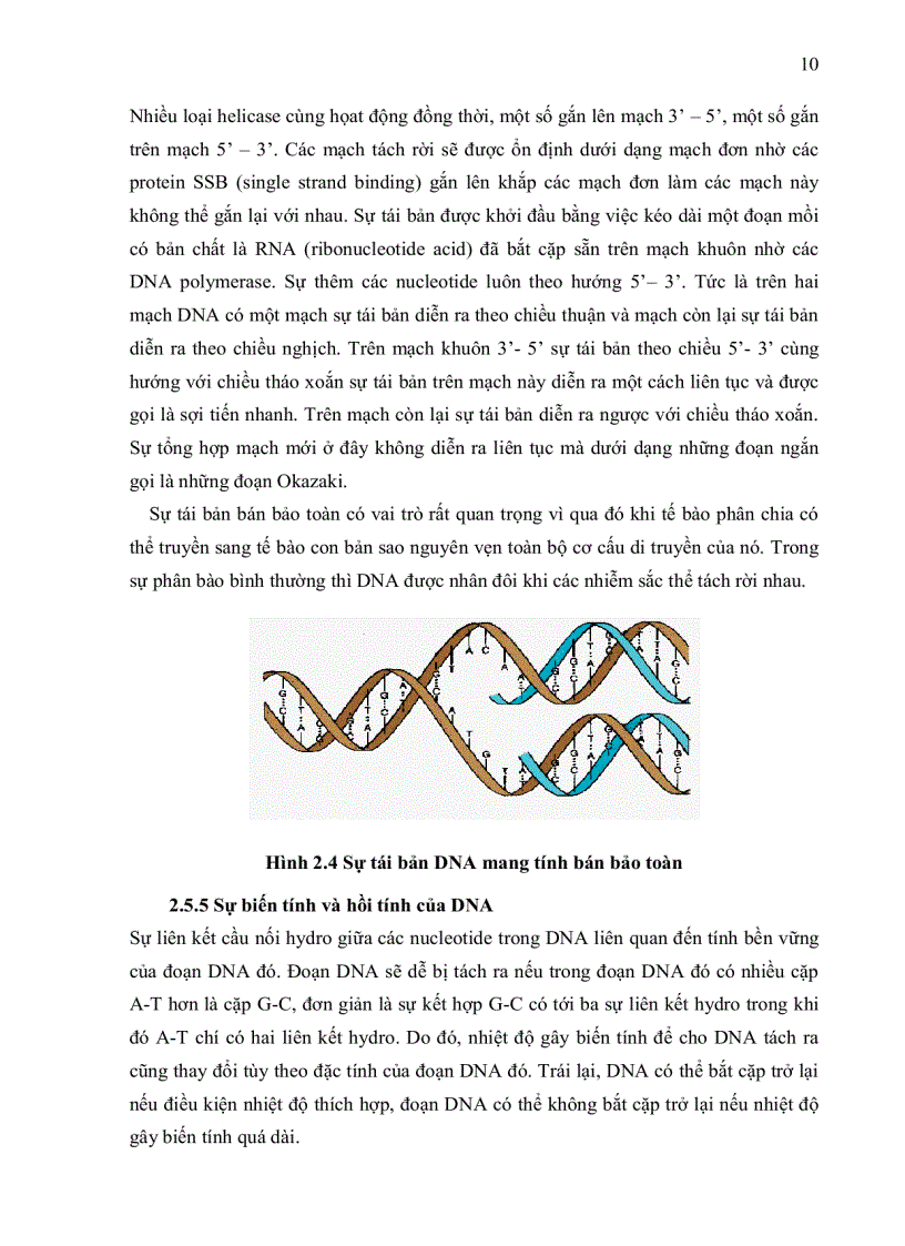 image for page Xác định sự hiện diện của các kiểu gen Prolactin receptor trên một số giống heo công nghiệp bằng phương pháp PCR RFLP