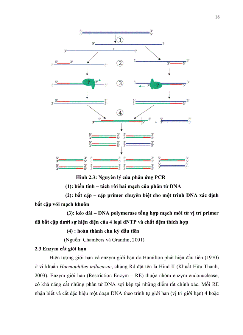 image for page Sản xuất bộ kit tách chiết dna và bộ kit pcr phát hiện gen halothan trên heo