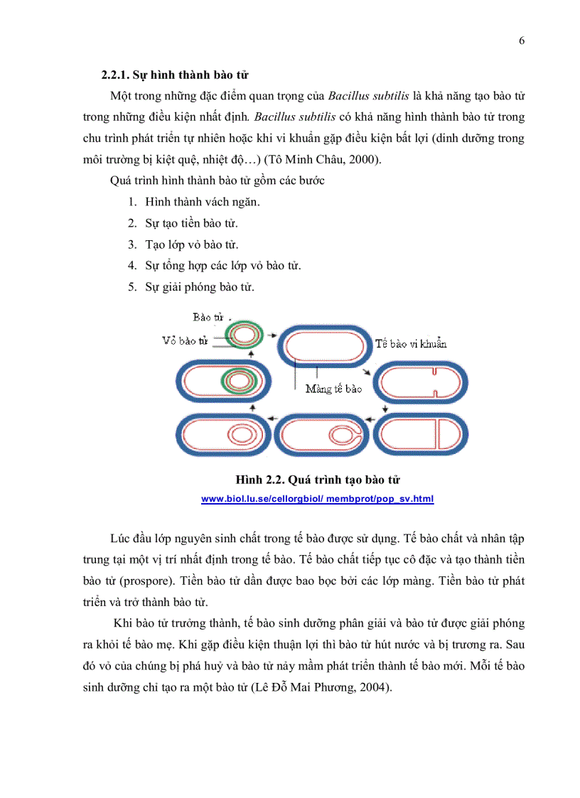image for page KHẢO SÁT ĐIỀU KIỆN NUÔI CẤY VÀ SINH BÀO TỬ VI KHUẨN Bacillus subtilis