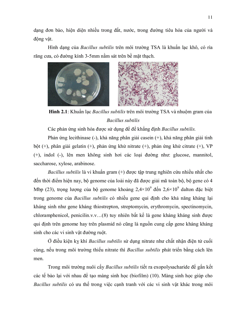 image for page Phân lập vi khuẩn bacillus subtilis trong phân heo và thử đối kháng với e Coli gây bệnh tiêu chảy trên heo