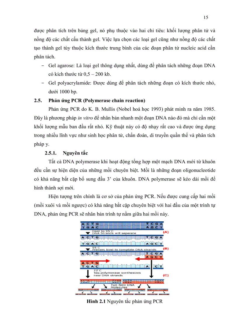 image for page Nghiên cứu đa dạng di truyền cây tiêu Piper nigrum L tai thi xã Bà Rìa Vũng Tàu bằng kỹ thuật RAPD