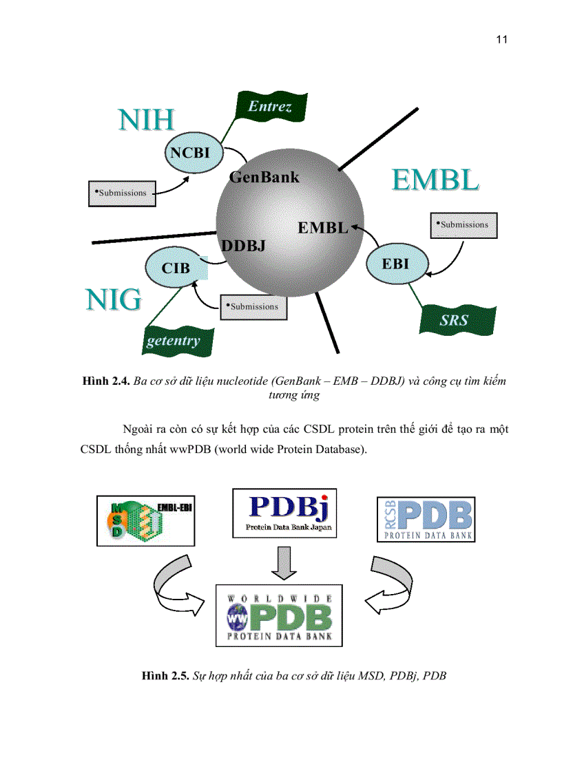 image for page Xây dựng cơ sở dữ liệu hai gene 16s và 23s ribosom rna ở vi khuẩn ứng dụng cơ sở dữ liệu hai gene 16s và 23s ribosom rna ở vi khuẩn để phát hiện các tác nhân gây bệnh viêm màng não