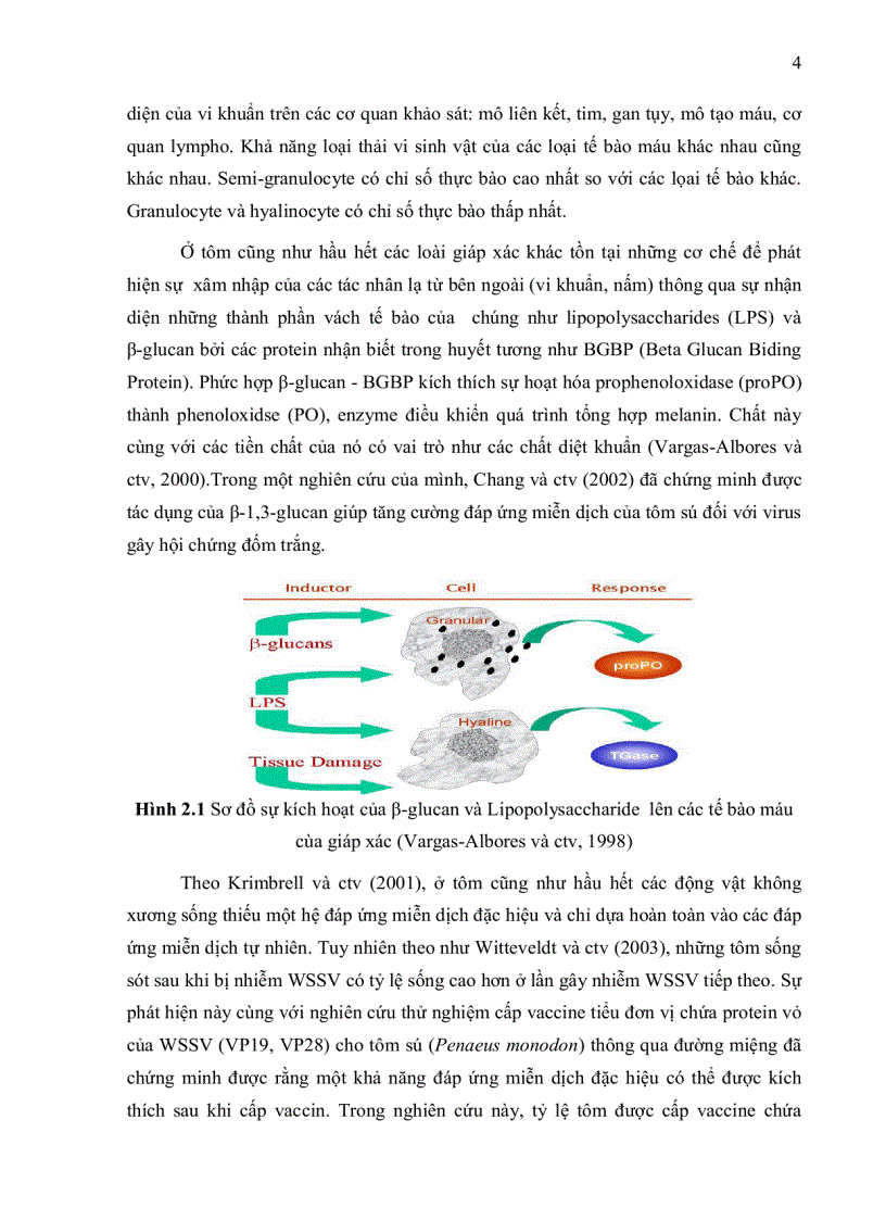 image for page Ứng dụng mô hình gây nhiễm thực nghiệm chuẩn đánh giá ảnh hưởng của các phương thức quản lý khác nhau lên độ mẫn cảm đối với virus gây hội chứng đốm trắng White spot syndrome viru