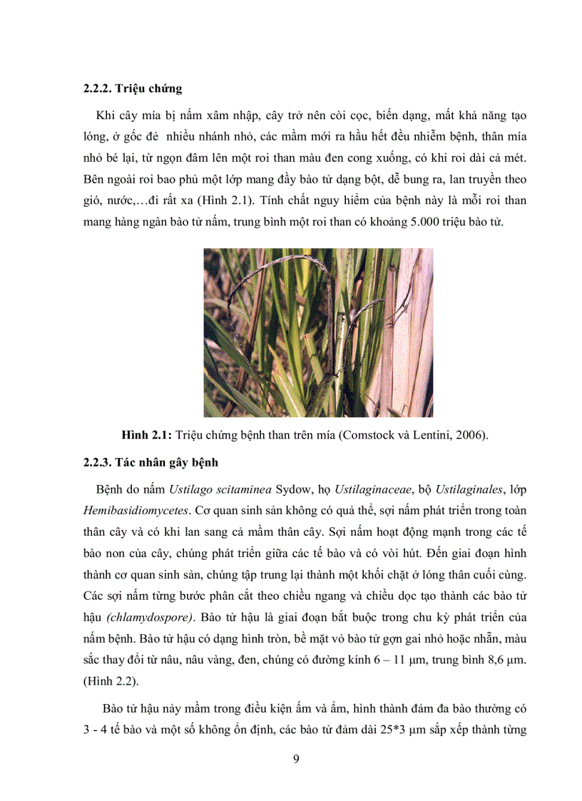 image for page Xây dựng qui trình PCR phát hiện nấm Ustilago scitaminea gây bệnh than trên mía