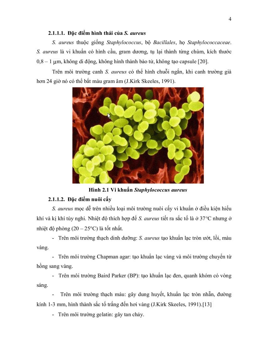 image for page Khảo sát tỉ lệ nhiễm Staphylococcus aureus và Escherichia coli trong thực phẩm tại khu vực chợ Thị Nghè