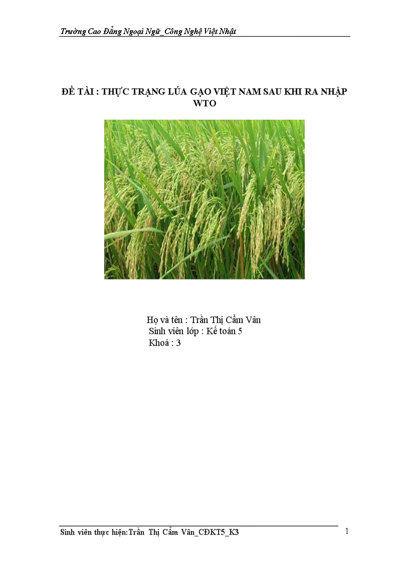 image for page Thực trạng lúa gạo việt nam sau khi ra nhập wto