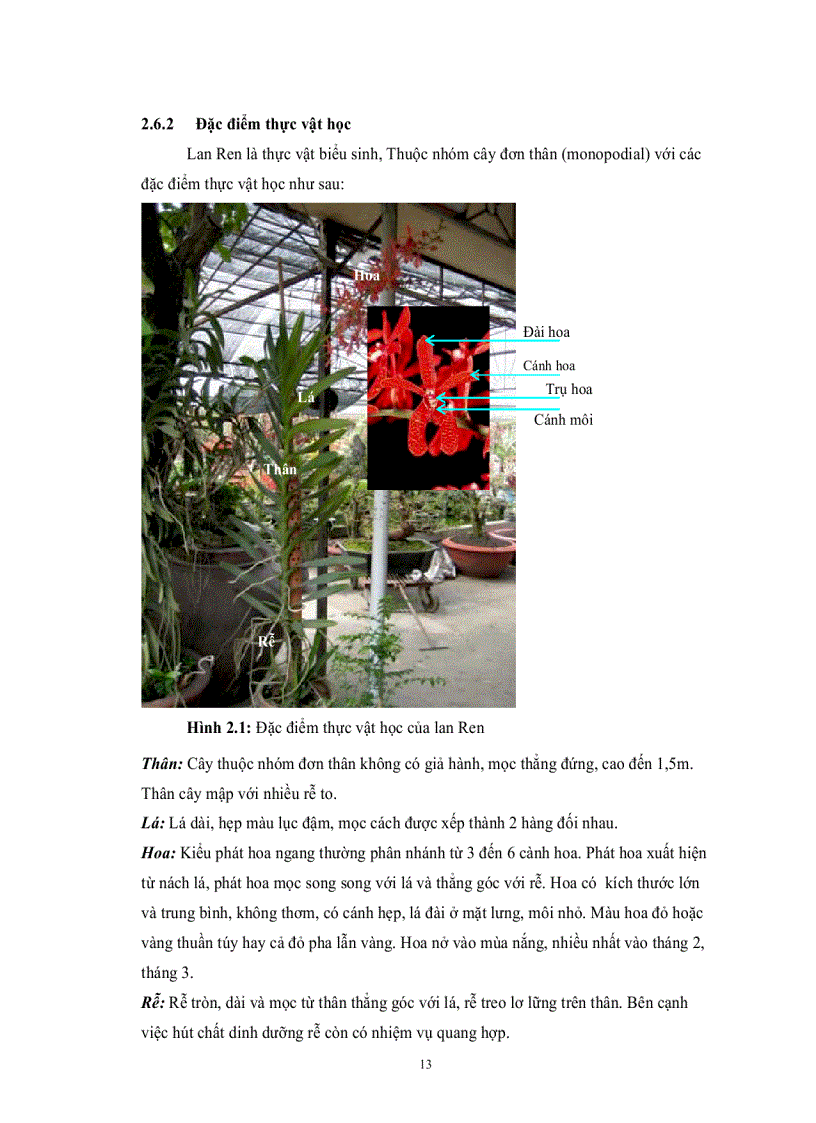 image for page KHẢO SÁT ẢNH HƯỞNG CỦA BAP NAA VÀ BA DỊCH CHIẾT TỰ NHIÊN ĐẾN SINH TRƯỞNG PHÁT TRIỂN GIỐNG LAN REN Renanthera sp TRONG NUÔI CẤY IN VITRO