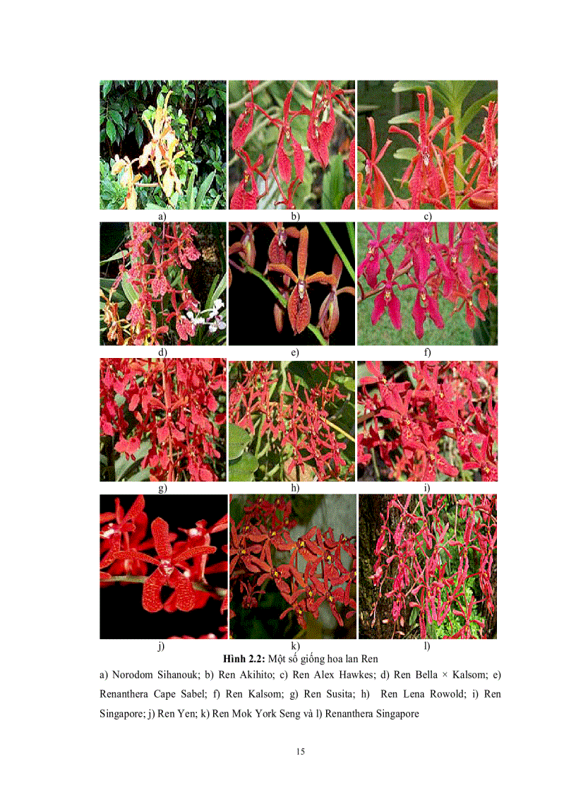 image for page KHẢO SÁT ẢNH HƯỞNG CỦA BAP NAA VÀ BA DỊCH CHIẾT TỰ NHIÊN ĐẾN SINH TRƯỞNG PHÁT TRIỂN GIỐNG LAN REN Renanthera sp TRONG NUÔI CẤY IN VITRO