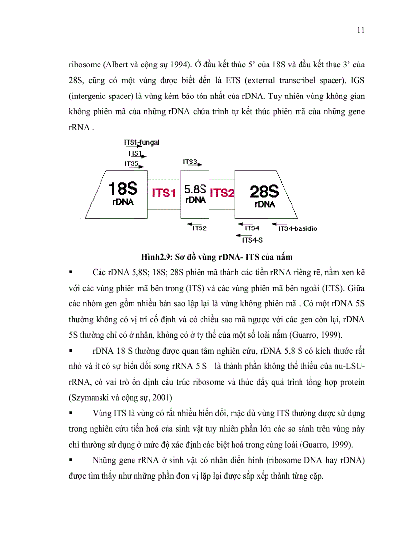 image for page ĐỊNH DANH NẤM Trichoderma DỰA VÀO TRÌNH TỰ VÙNG ITS rDNA VÀ VÙNG TEF