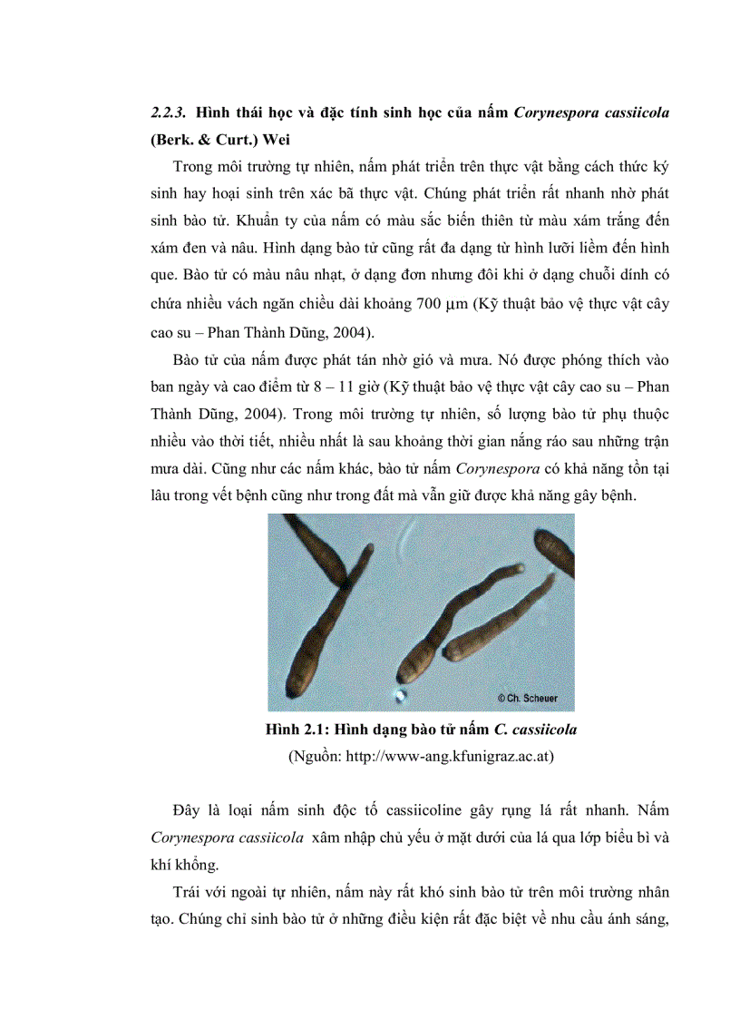 image for page HÂN TÍCH ĐA DẠNG DI TRUYỀN QUẦN THỂ NẤM Corynespora cassiicola Berk Curt Wei GÂY BỆNH TRÊN CÂY CAO SU Hevea brasiliensis Muell Arg TẠI LAI KHÊ BẾN CÁT BÌNH DƯƠNG BẰNG PHƯƠNG PHÁP RFLP P