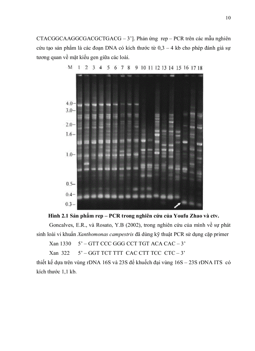 image for page Phân lập và định danh tác nhân gây bệnh đốm lá cây cải ngọt tại Tp HCM bằng phương pháp PCR và giải trình vùng 16S 23S rDNA